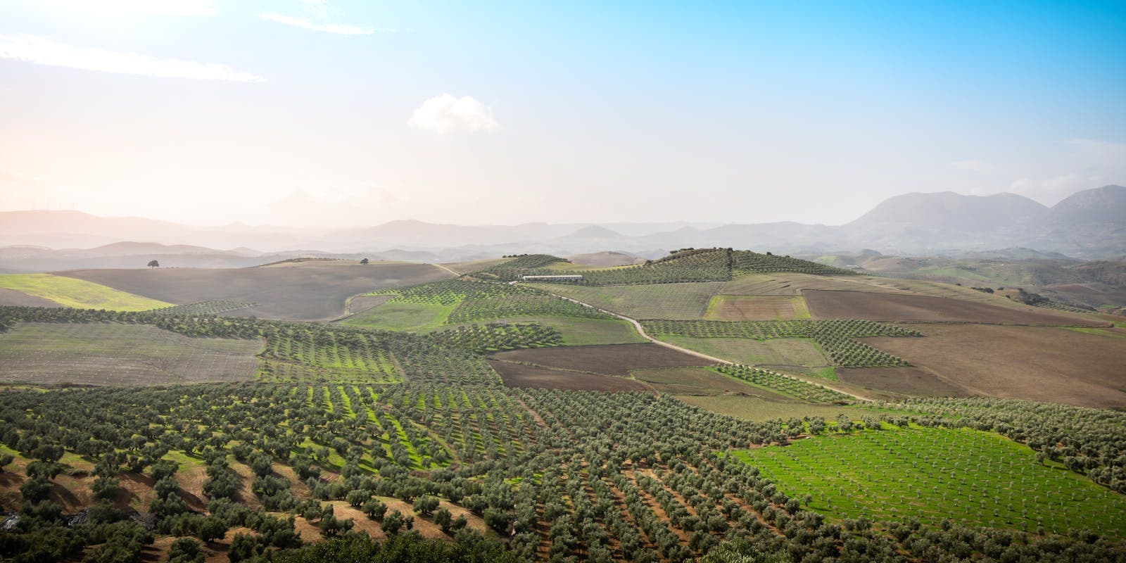 Olive Country → Granada