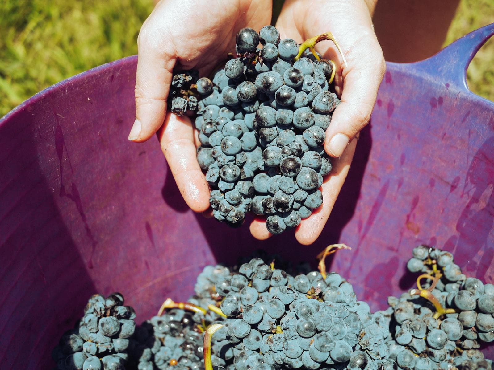 How to Plan a Food and Wine Tour of Spain for a Group